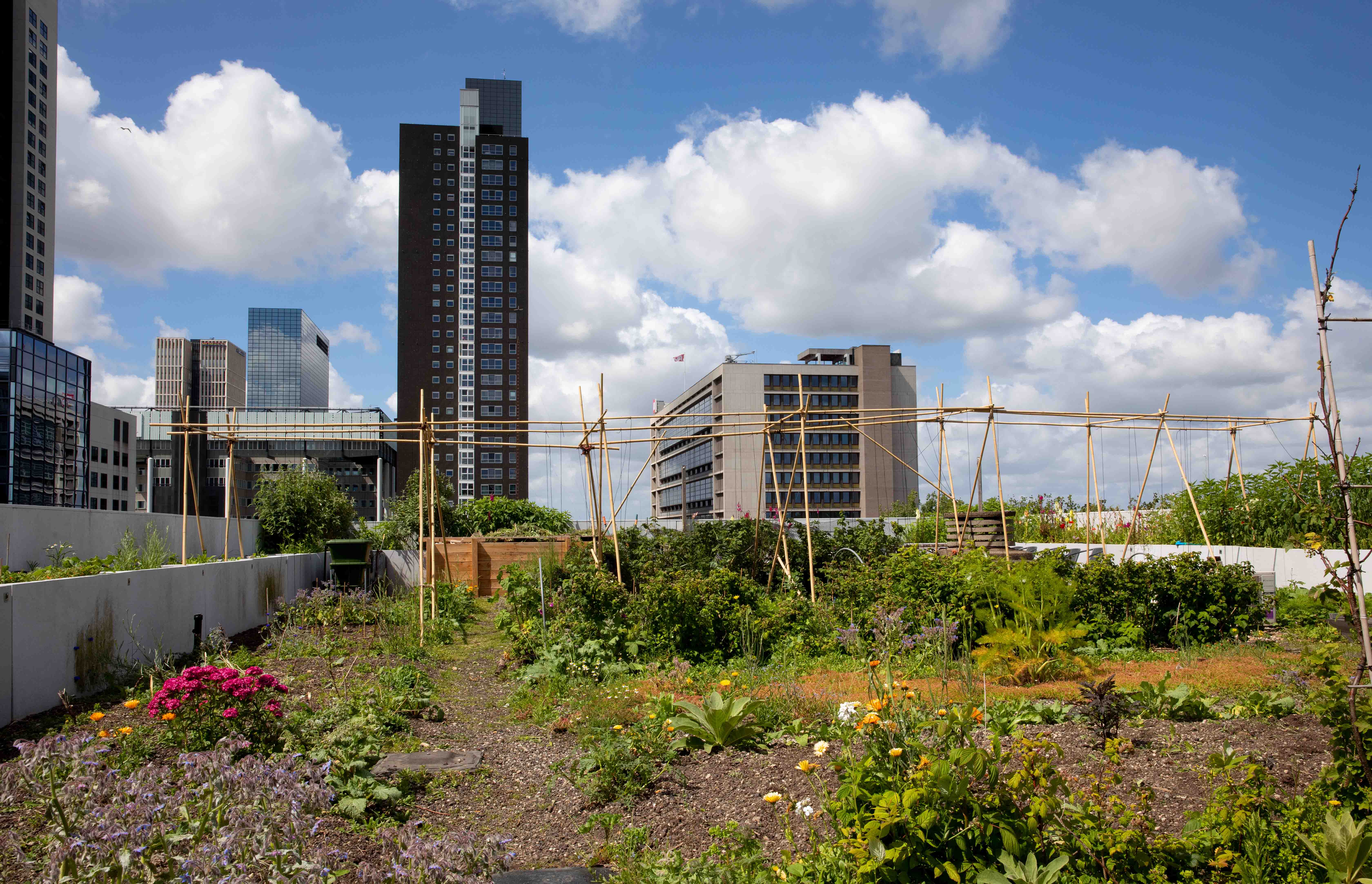 Dakakker, a 1000 m2 rooftopfarm on top of the Schieblock in Rotterdam. Photo by Iris van den Broek.